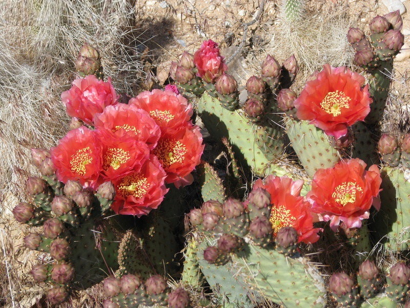 Opuntia x vaseyi