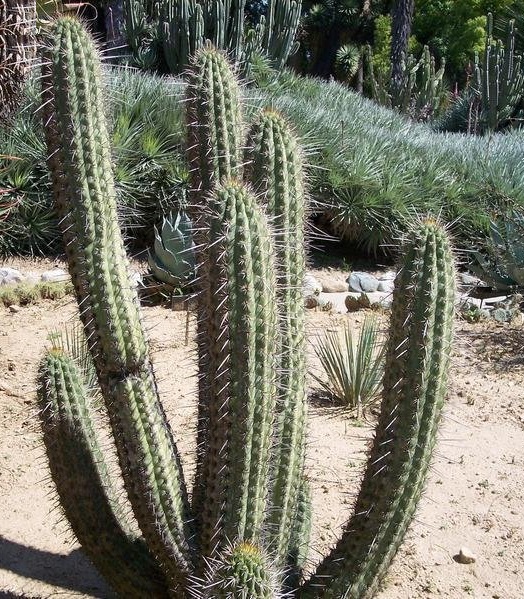 Echinopsis chiloensis