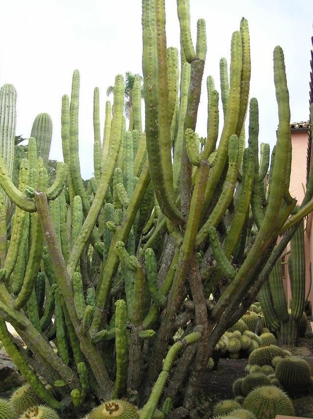 Echinopsis lageniformis