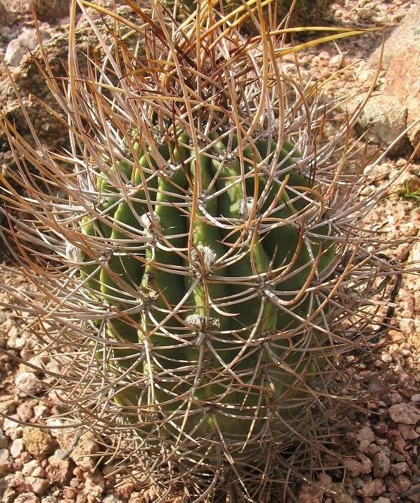 Echinopsis leucantha