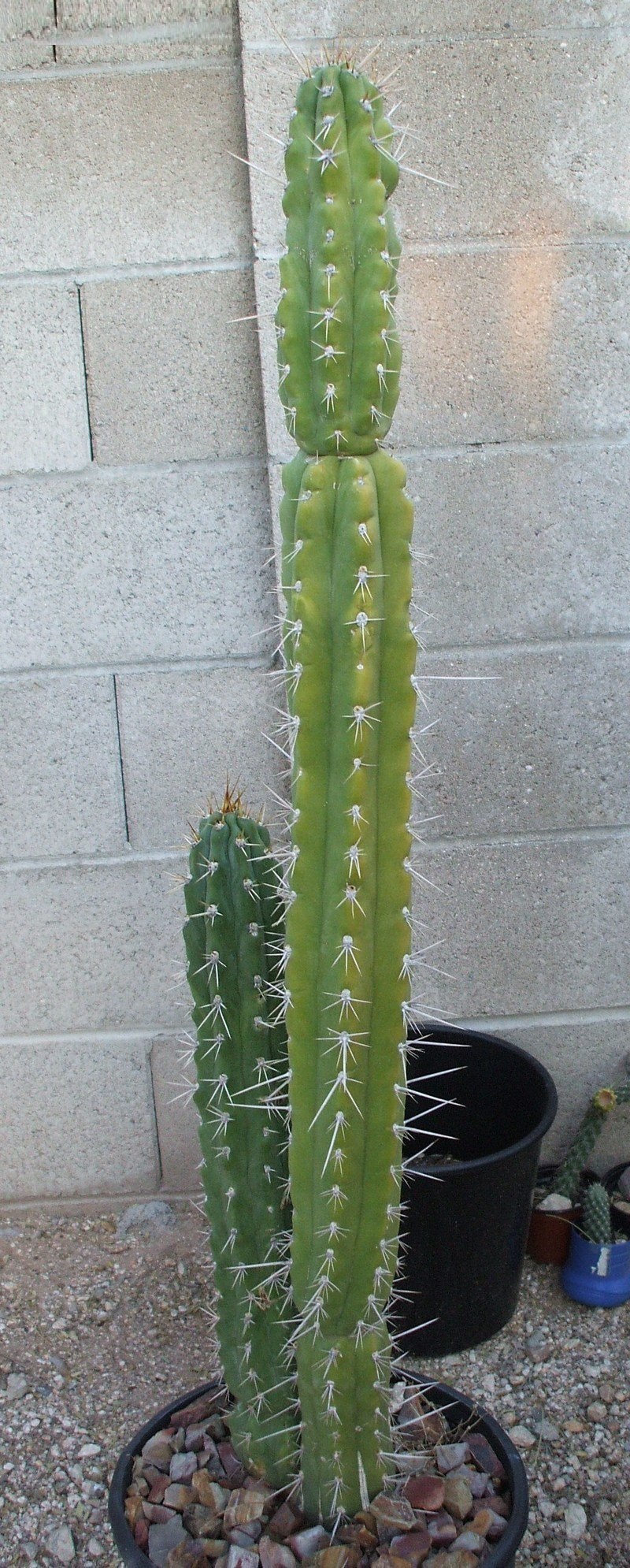 Echinopsis peruviana