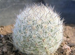 Sclerocactus mariposensis