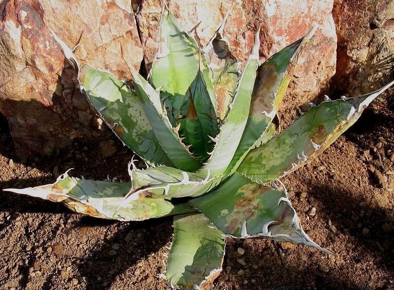 Agave oteroi