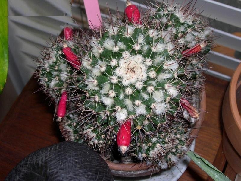 Mammillaria karwinskiana subsp. collinsii