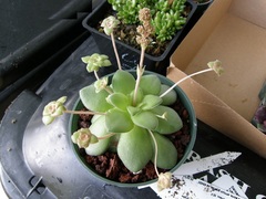 Crassula orbicularis