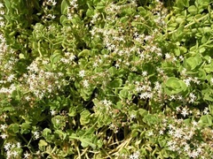 Crassula spathulata