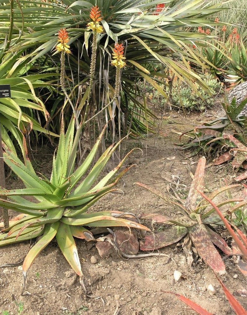Aloe ferox x microstigma