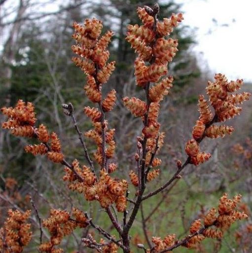 Myrica Species, Bog Myrtle, Gale, Sweet Gale