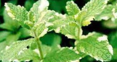 Mentha, Pineapple Mint, Variegated Apple Mint Variegata