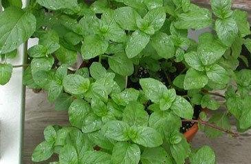 Orange Bergamot Mint