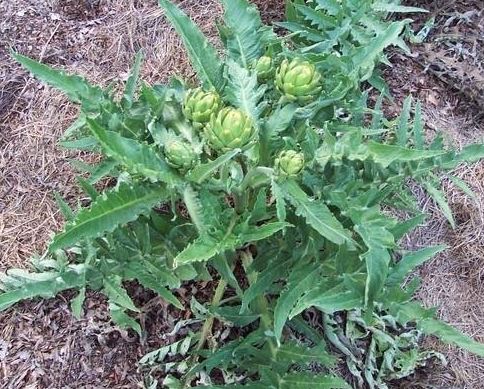 Artichoke, Cardoon Imperial Star
