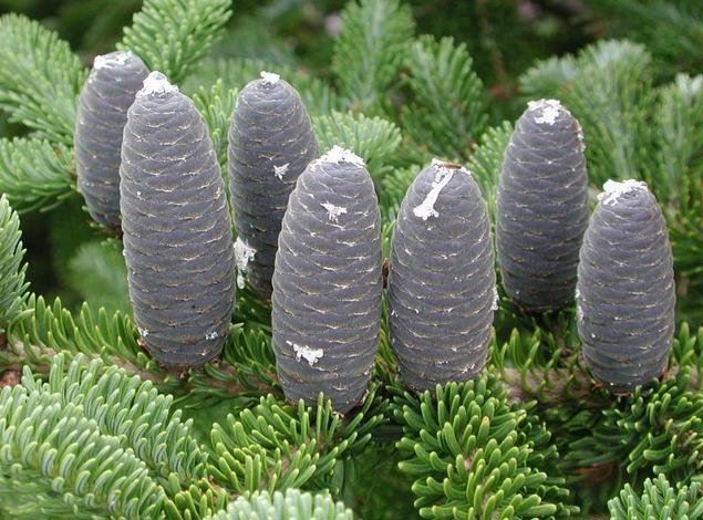 Balsam Fir