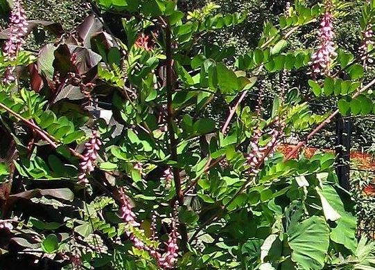 Indigofera Species, Chinese Indigo, Pink-Flower Indigo