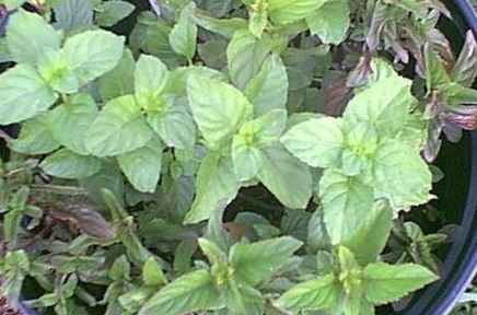 Mentha, Lime Mint Lime