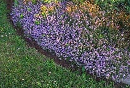 Thymus Species, Mother of Thyme, Broad-leaved Thyme, Large Thyme