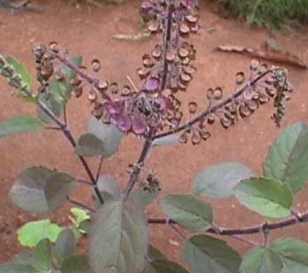 Ocimum, Cinnamon Basil Cinnamon