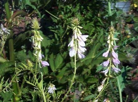 Galega Species, Goats Rue, Professor Weed