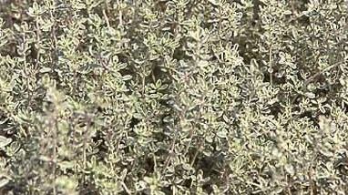 Thyme, Silver Edge Thyme, Silver Thyme Argenteus