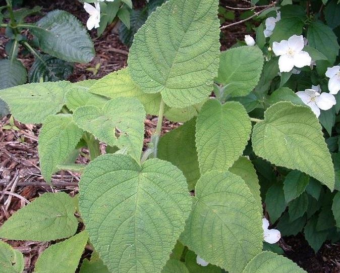 Salvia Species, Fruit-Scented Sage, Peach Sage