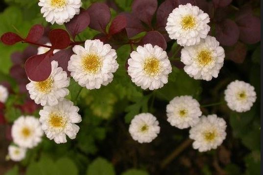 Tanacetum, Feverfew Flore Pleno