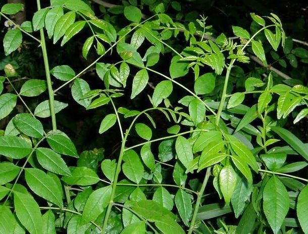 Common Prickly Ash, Northern Prickly Ash