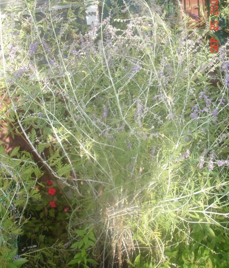 Perovskia, Russian Sage Blue Spire
