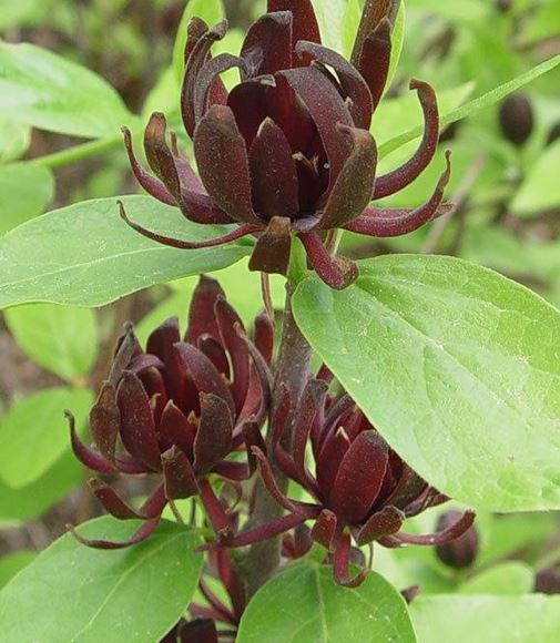 Calycanthus Species, Eastern Sweetshrub, Carolina Allspice, Spicebush, Sweet Betsy