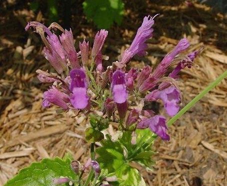 Agastache, Hyssop, Hummingbird Mint Heather Queen