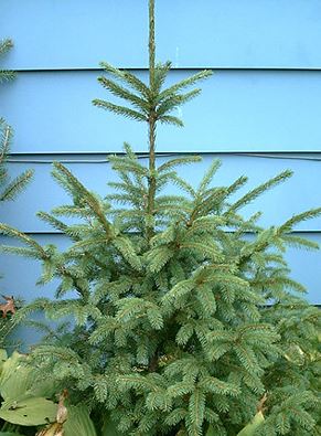 Red Spruce