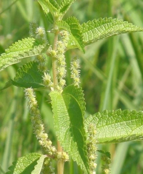 False Nettle, Bog Hemp
