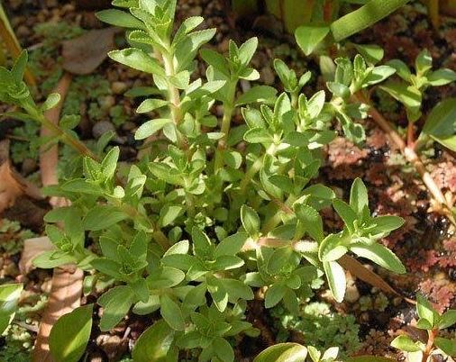 Rice Paddy Herb