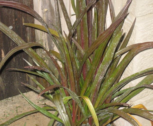 Crinum Lily Menehune