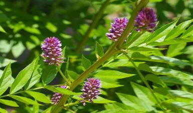 Glycyrrhiza Species, Chinese Licorice