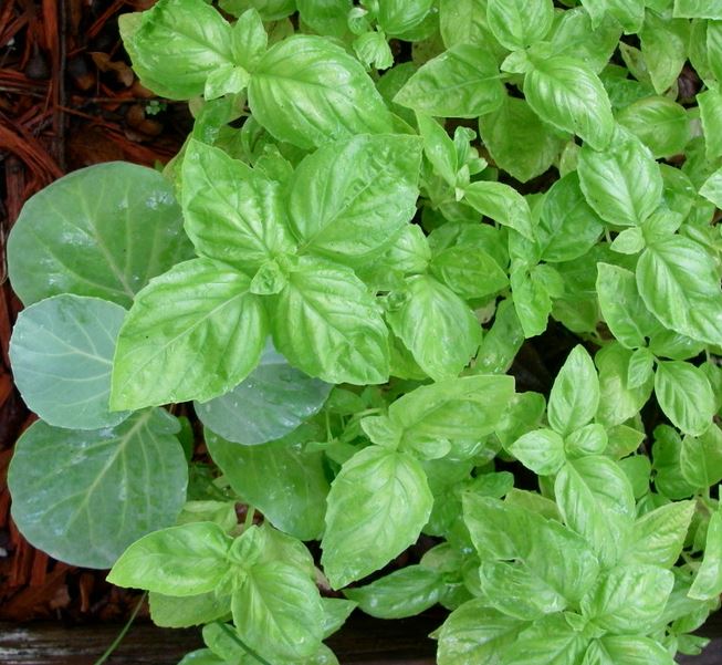 Ocimum, Lettuce Leaf Basil Crispum