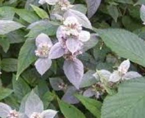 Hoary Mountainmint, White Horsemint, Hillside Mint