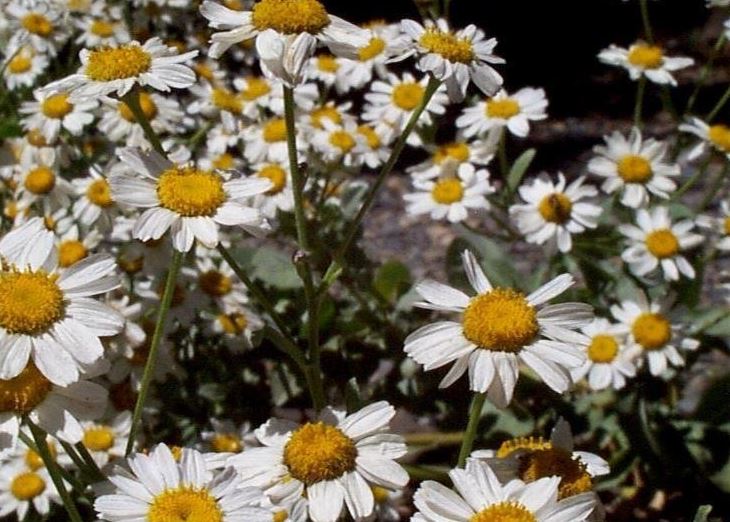 Tanacetum Species, Costmary, Alecost, Bible Leaf, Mint Geranium