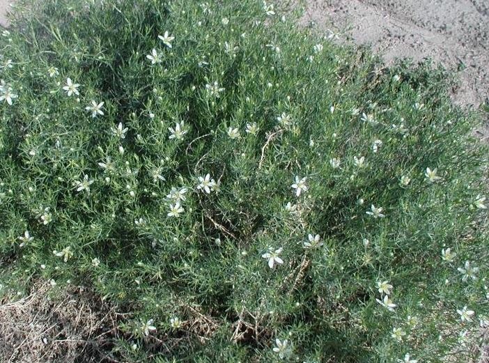 Harmal Peganum, African Rue, Syrian Rue