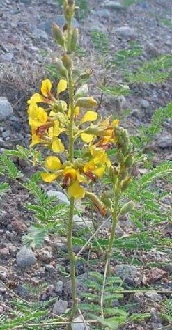Hoffmannseggia Species, Hog Potato Flower, Indian Rushpea, Pig Nut