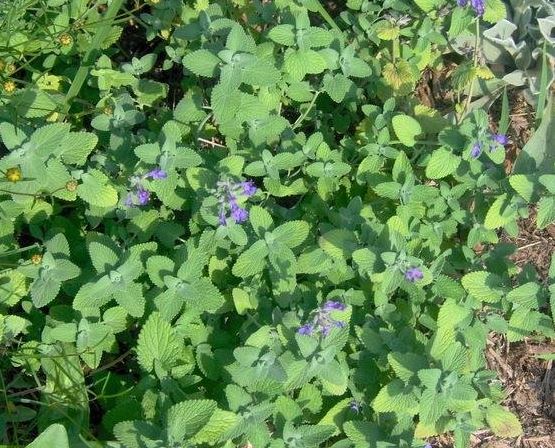 Nepeta, Faasens Catmint, Ornamental Catmint