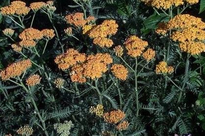 Achillea, Yarrow, Milfoil, Soldiers Woundwort, Staunchweed Terracotta