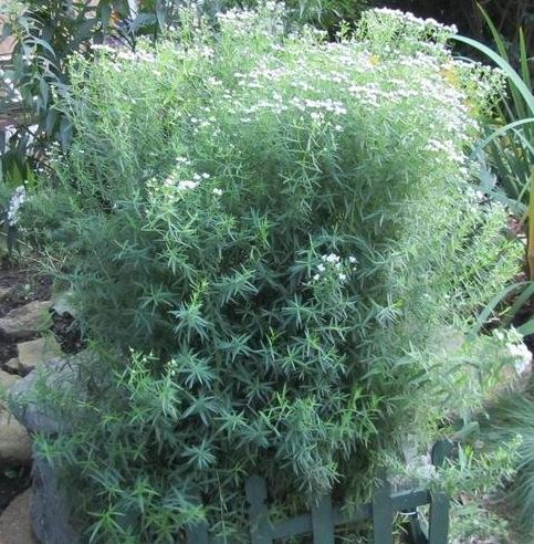 Virginia Mountain Mint, Wild Basil, Prairie Hyssop