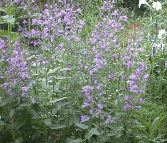 Nepeta, Siberian Catmint Souvenir dAndre Chaudron