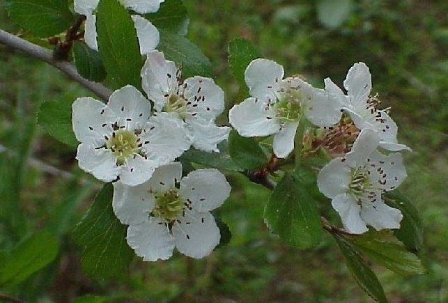 Apple Hawthorn, Eastern Mayhaw, May Hawthorn