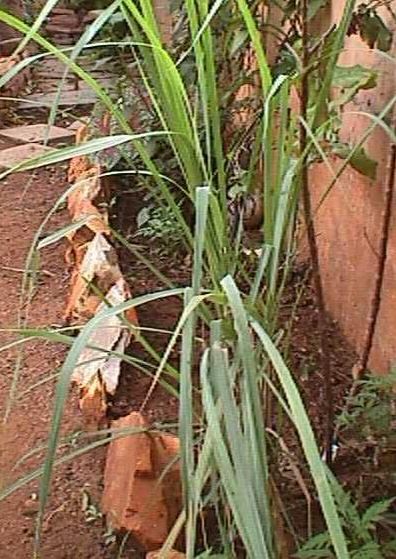 Citronella Grass, Nardus, Capím Santo