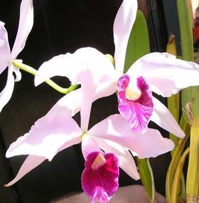 Species, Natural Hybrid Orchid, Cattleya