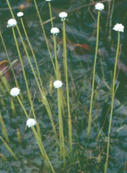 Dark-headed Hatpins