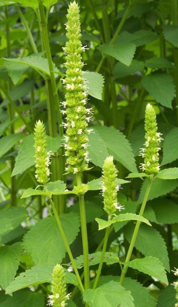 Agastache Species, Yellow Giant Hyssop, Anise Hyssop