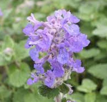 Nepeta, Persian Catmint Little Titch
