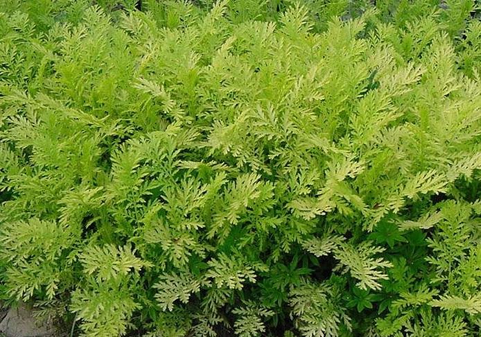 Tanacetum, Gold Leaf Tansy Isla Gold