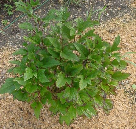 Viburnum, Cranberry Bush, Crampbark, Gueldres-Rose, Dog Rowan Tree Compactum